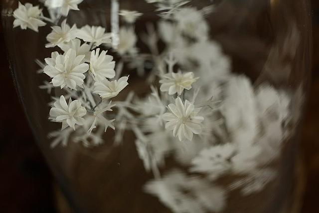 Coriander (detail)