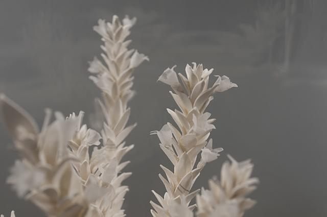 Winter Savory (detail)